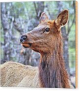 Elk In Kaibab National Forest 002 Wood Print