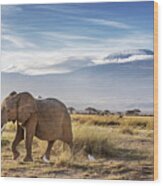 Elpephant And Cattle Egrets Infront Of Mount Kilimanjaro, Amboseli National Park Wood Print