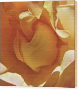 Embrace Me Yellow Gold Rose - Floral Photographic Art - Rose Super Macro Wood Print