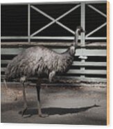 Emu In Profile Wood Print