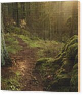 Enchanted Temperate Rainforest Wood Print