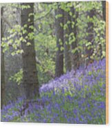 English Bluebell Wood Wood Print