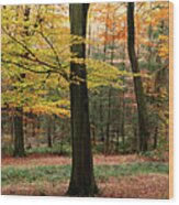 English Woodland Forest In Autumn Fall 2 Wood Print