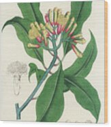 Eugenia Caryophyllata - Cloves -  Medical Botany - Vintage Botanical Illustration Wood Print
