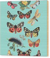 European Butterfly Species Wood Print