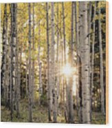 Evening In An Aspen Woods Vertical Wood Print