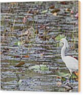 Everglades Great White Egret Wood Print