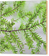Evergreen Abstract Wood Print