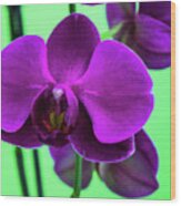 Exposed Orchid Wood Print
