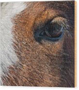 Eye Of A Young Clydesdale Horse Wood Print