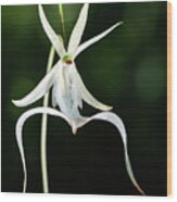 Fading Ghost Orchid Wood Print