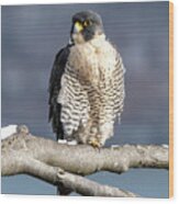 Falcon In Winter-1 Wood Print