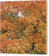 Fall Colored Leaves Wood Print