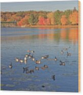 Fall Foliage And Waterfowl On The Connecticut River Wood Print