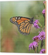 Fall Monarch 2016-10 Wood Print