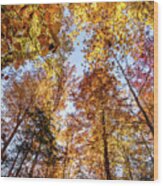 Fall Woods Wood Print