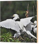 Family Of Snowy Egrets Wood Print