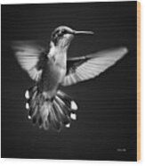 Fantail Hummingbird Wood Print