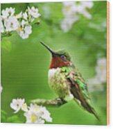 Fauna And Flora - Hummingbird With Flowers Wood Print