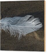 Feather White Gull Wood Print