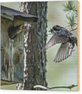 Feeding Flying Starling Wood Print