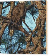 Female Bald Eagle On Nest Wood Print