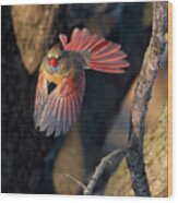 Female Cardinal In Flight Wood Print