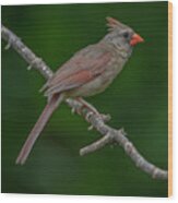 Female Northern Cardinal In The Wild Wood Print