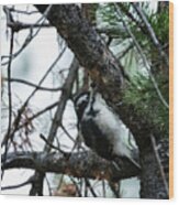 Female Hairy Woodpecker At String Lake Wood Print