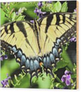 Female Tiger Swallowtail Wood Print