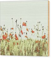 Field Of Coral Poppies Wood Print