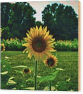 Field Of Sunflowers Wood Print