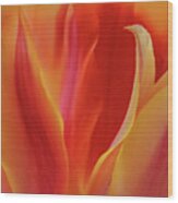 Fiery Tulips Wood Print