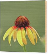 Fiesta Coneflower Wood Print