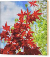 Fire Red Maple Wood Print