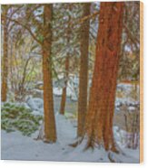 Pine Trees In Snow Wood Print