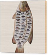 Fish Species Collection Wood Print