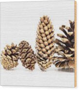 Family - Five Different Pine Cones Standing In Row Wood Print