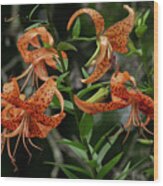 Five Tiger Lilies And A Bud Wood Print
