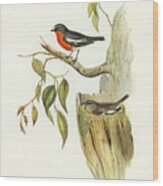 Flame-breasted Robin, Petroica Phoenicea Wood Print
