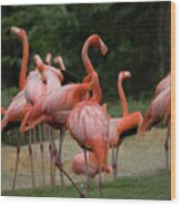 Flamingoes Wood Print