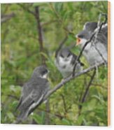 Fledgling Tree Swallows Wood Print