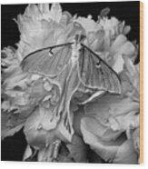 Flight Of The Luna Moth Wood Print