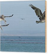 Flight Of The Pelicans Wood Print