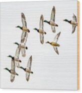 Flock Of Mallards Wood Print