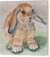 Floppy Ear Bunny Wood Print