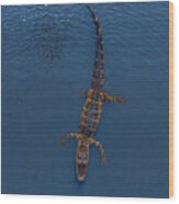 Florida Aligator 2 Wood Print