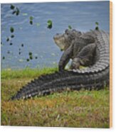 Florida Gator Wood Print
