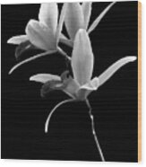 Flower - Orchid -  The Exquisite Beauty Of Laelia Orchids Bw Wood Print