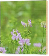 Flower Photography - Spring Field Wood Print